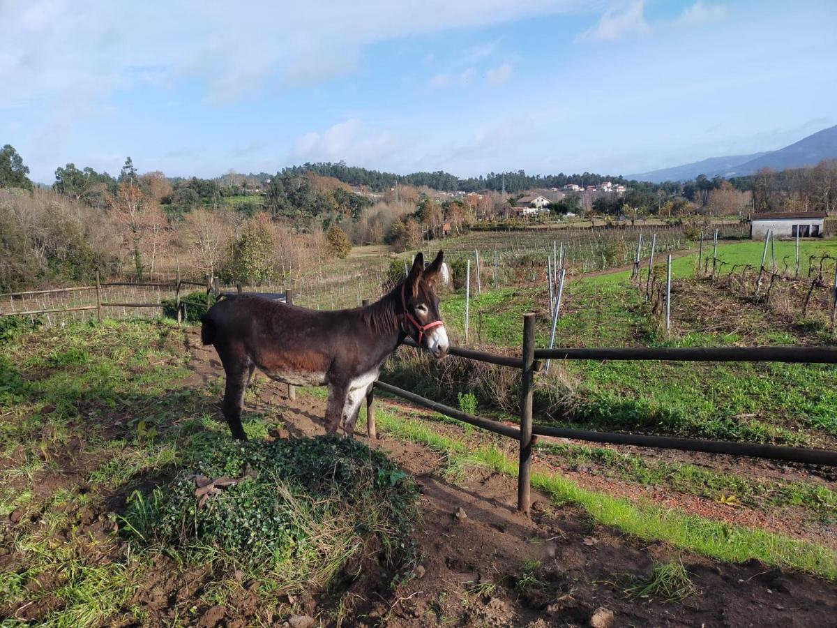 Quinta Da Lage Agroturismo E Enoturismo Celorico De Basto Dış mekan fotoğraf