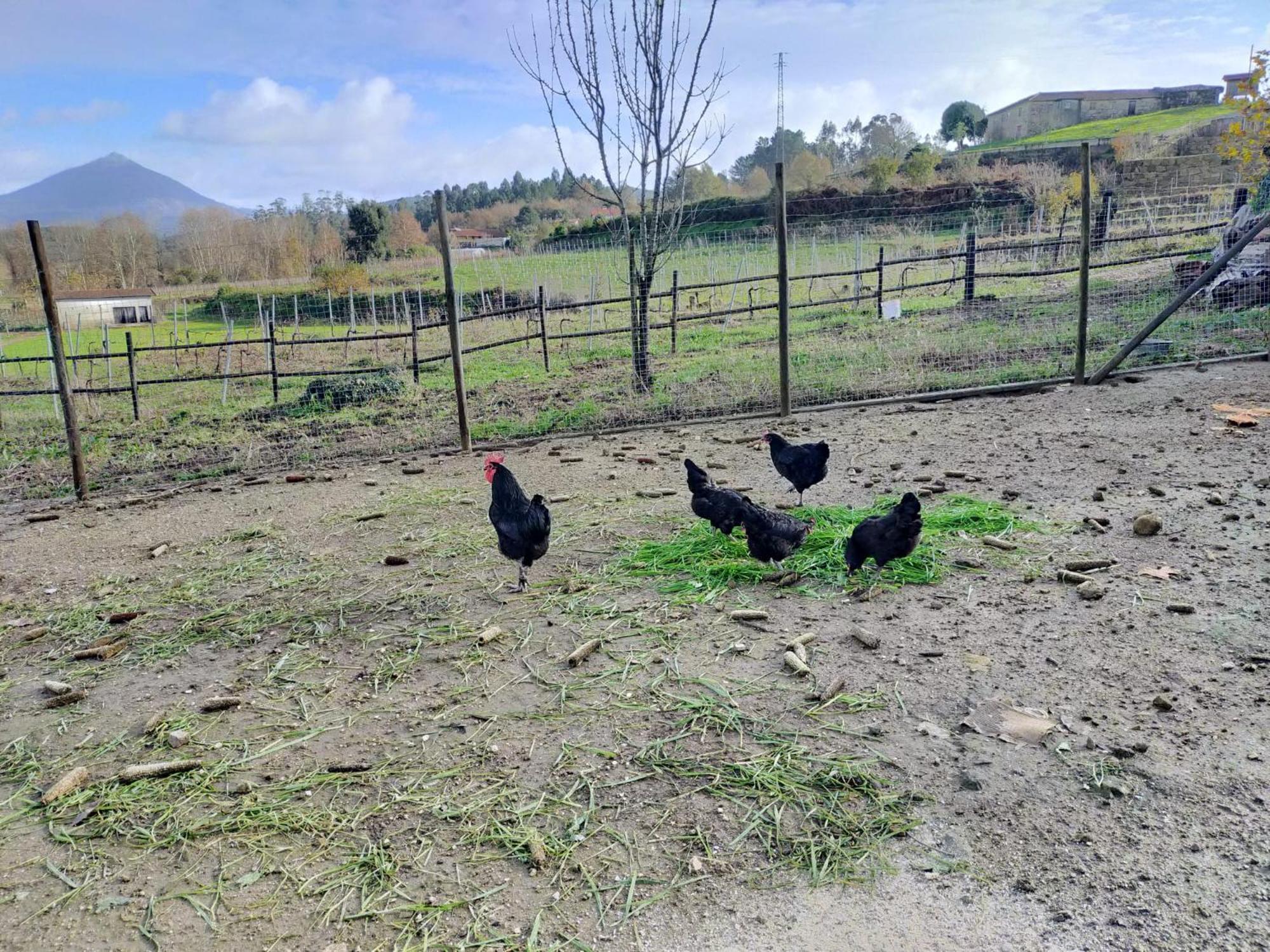 Quinta Da Lage Agroturismo E Enoturismo Celorico De Basto Dış mekan fotoğraf
